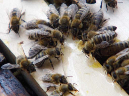 Bienen auf einer Wabe, einige sitzen, andere fliegen.