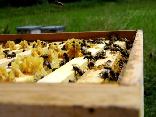 Bienen auf einem Bienenstockrahmen mit Waben, umgeben von grünem Gras.
