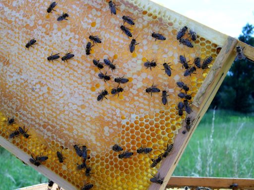 Bienen auf einer Wabenfläche mit Honig und Pollen.
