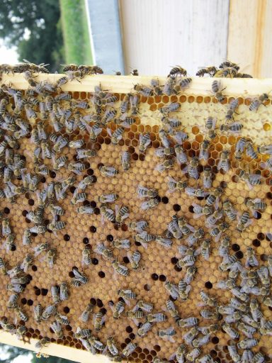 Bienen auf einer Wabe, umgeben von Honig und geschlossenen Zellen.