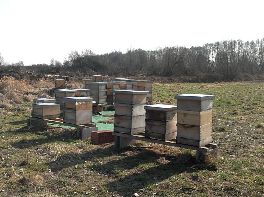 Bienenstöcke stehen auf einer Wiese, umgeben von Bäumen und Freifläche.