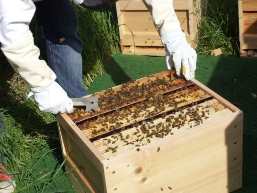 Ein Imker öffnet einen Bienenstock, um die Waben zu überprüfen.